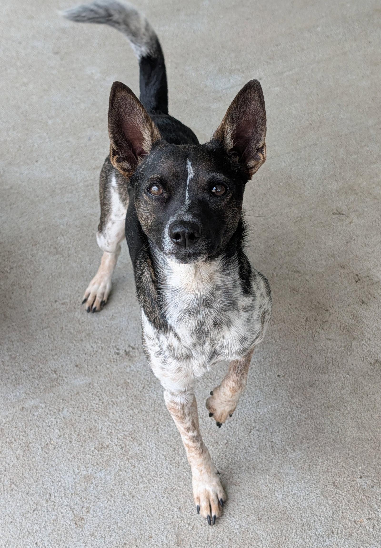 Diego - no more applications please!, Adoptable, Adult Male Rat Terrier.