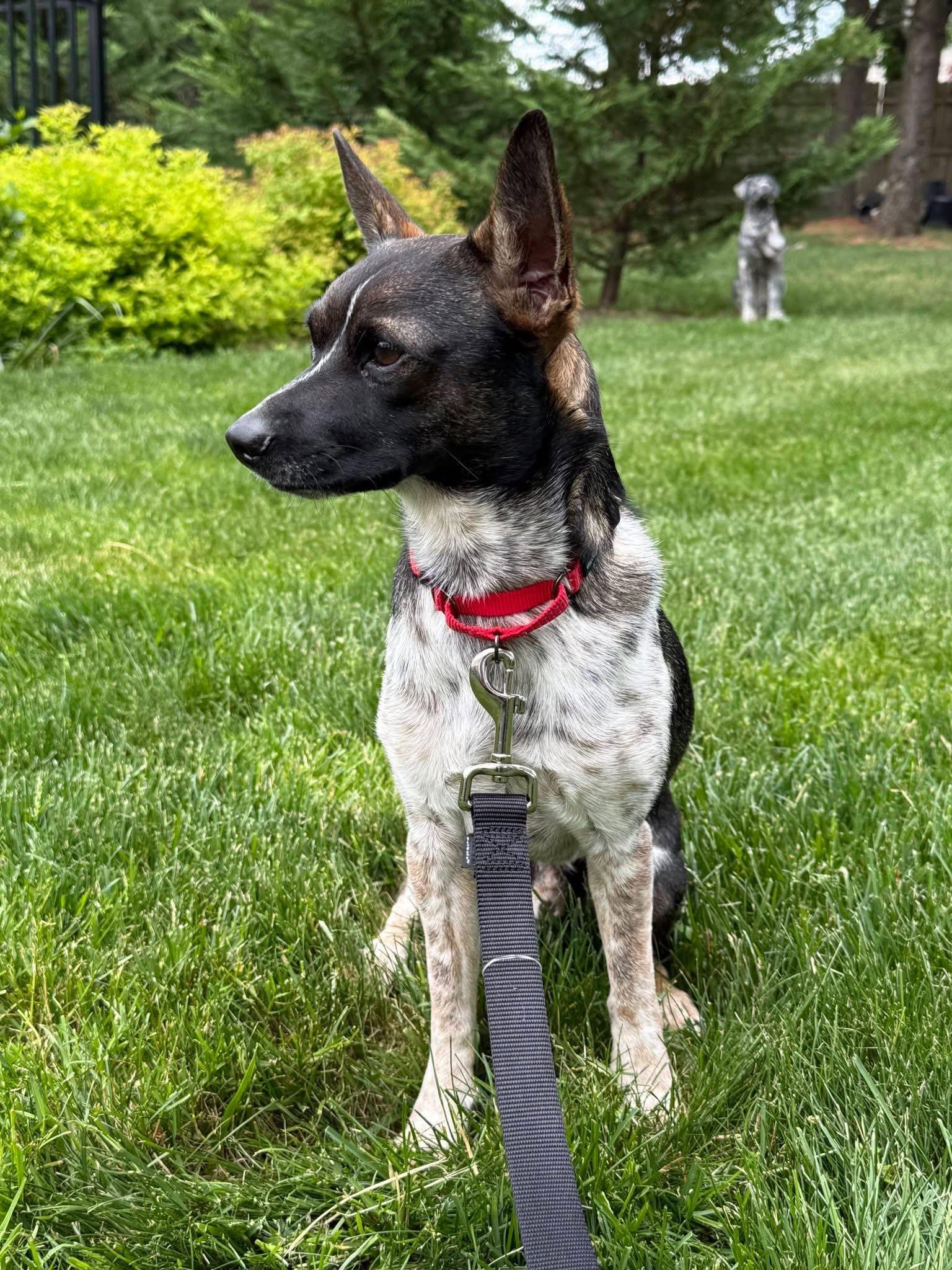 Diego - no more applications please!, a Adoptable Rat Terrier in Oakhurst, NJ image 2/3
