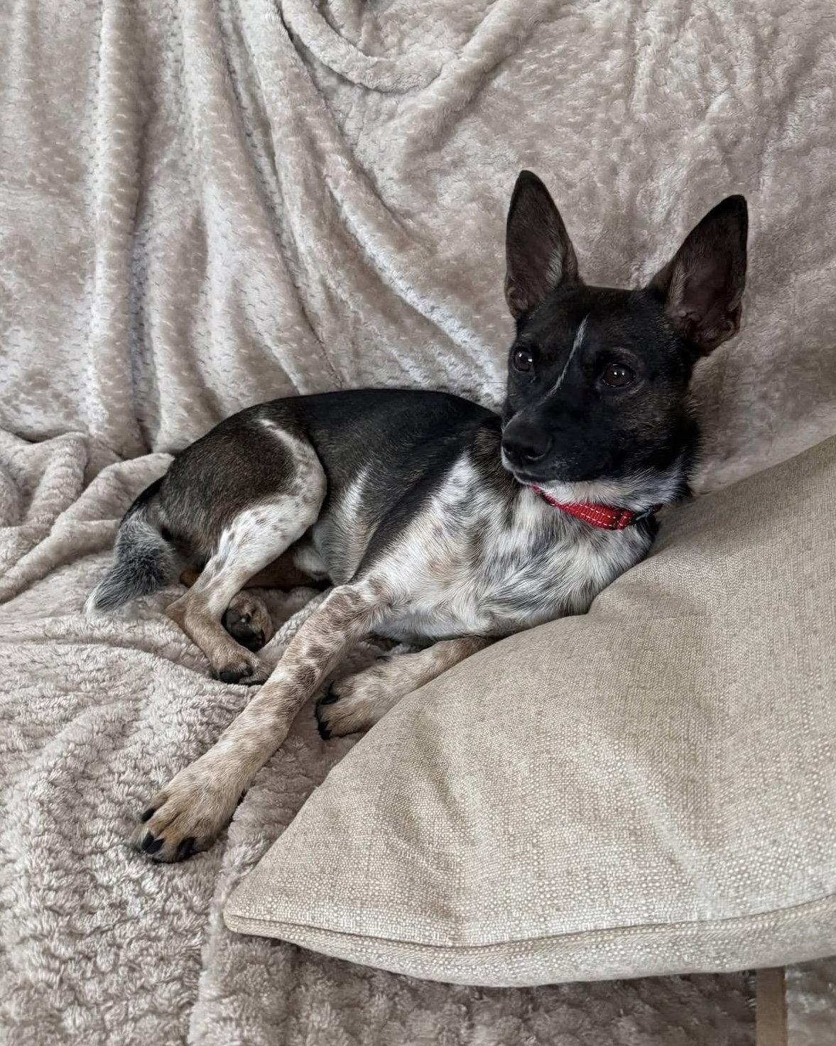 Diego - no more applications please!, a Adoptable Rat Terrier in Oakhurst, NJ image 3/3