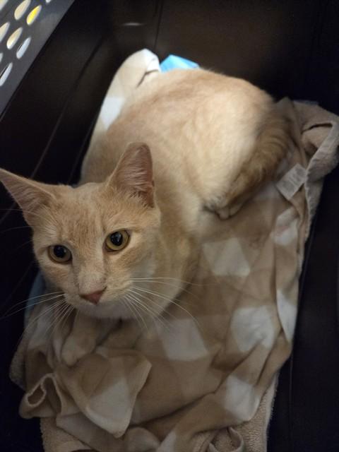 Enlarge SCHROEDER, a Adoptable Domestic Short Hair in Statesville, NC image 1/1