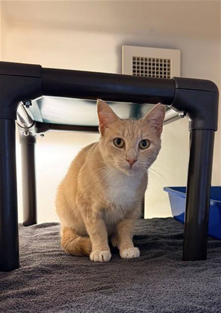 Enlarge SCHROEDER, a Adoptable Domestic Short Hair in Statesville, NC image 1/1