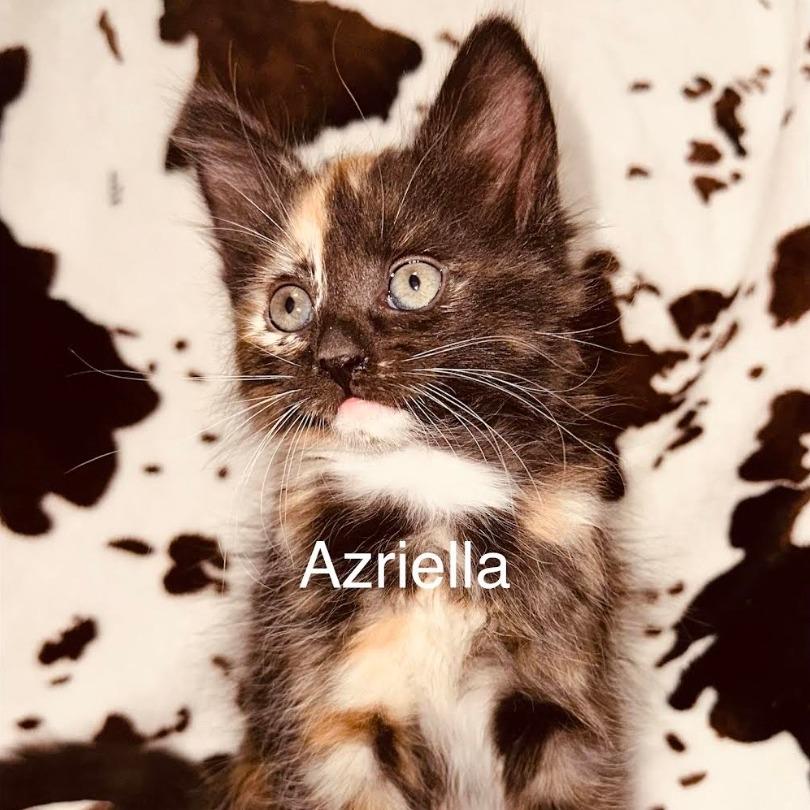 Azriella, Adoptable, Kitten Female Domestic Medium Hair.