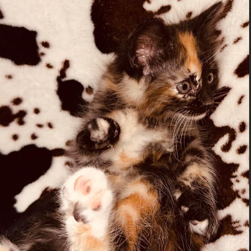 Enlarge Azriella, a Adoptable Domestic Medium Hair in Stagecoach, NV image 2/3