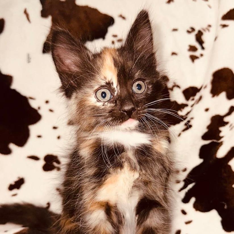 Enlarge Azriella, a Adoptable Domestic Medium Hair in Stagecoach, NV image 3/3