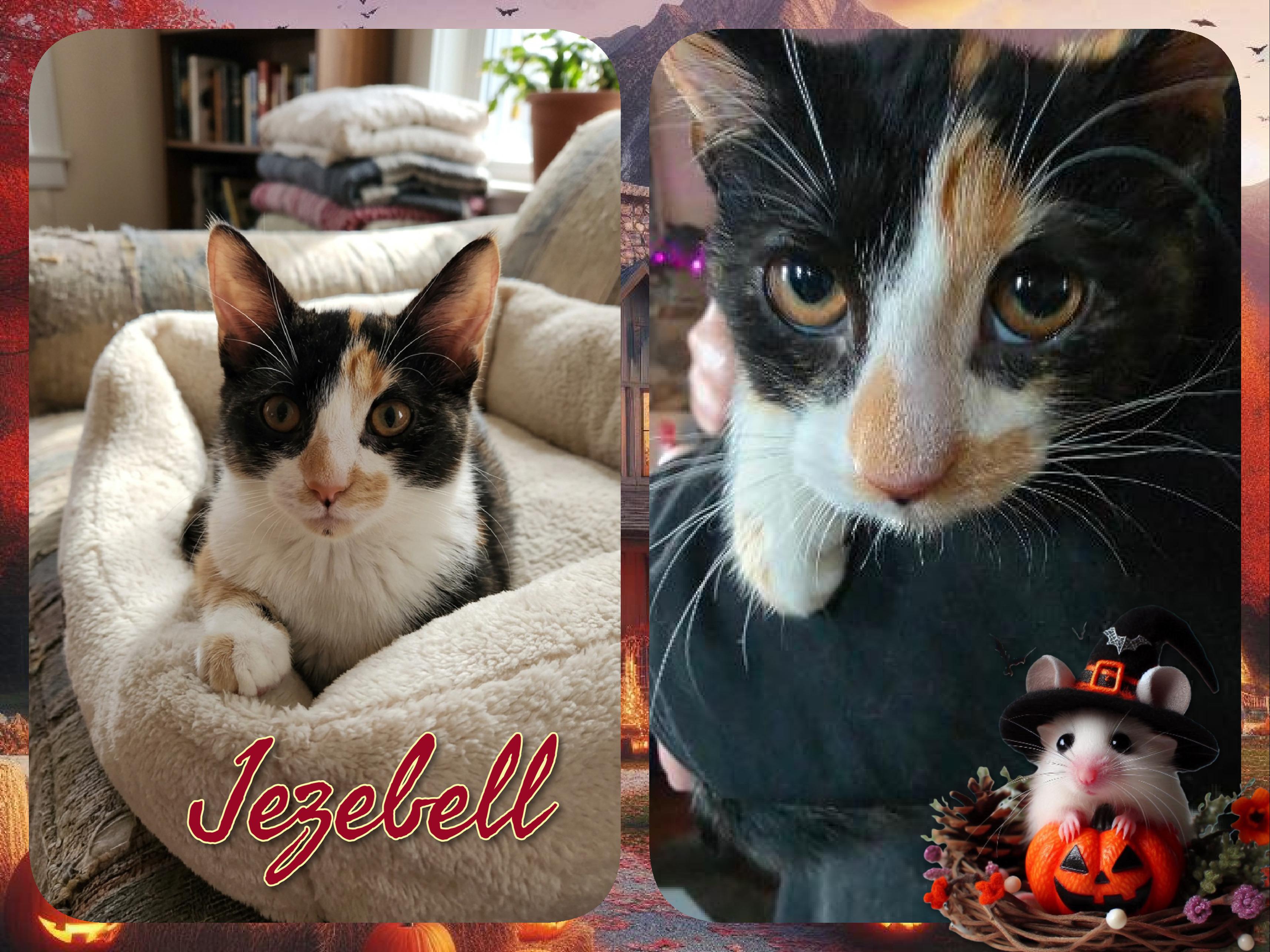 Jezebell, Adoptable, Kitten Female Domestic Short Hair.