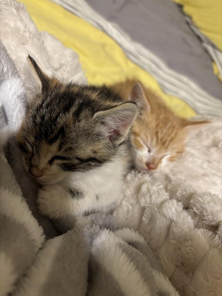 Sally, Adopted, Kitten Female Domestic Short Hair.