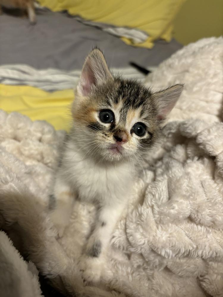 Sally, a Adopted Domestic Short Hair in Dayton, OH image 3/4