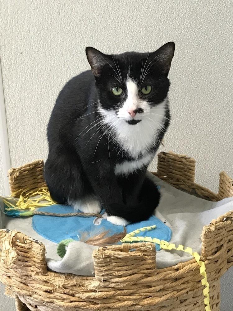 Jett, Adoptable, Adult Female Domestic Short Hair.
