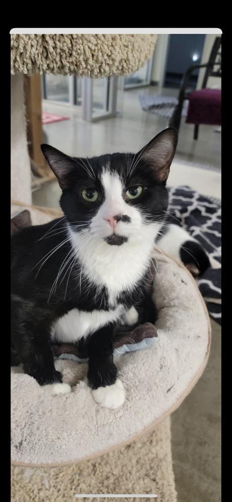 Enlarge Jett, a Adoptable mixed breed in Bartlesville, OK image 2/4