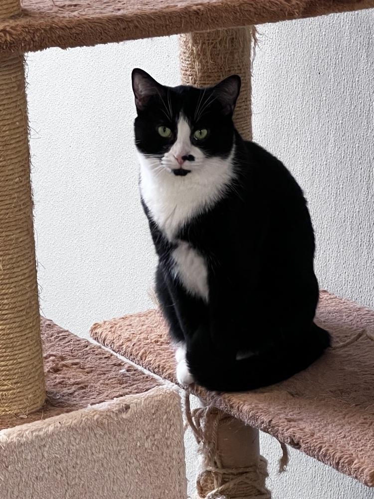 Enlarge Jett, a Adoptable mixed breed in Bartlesville, OK image 3/4