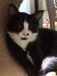 Enlarge Jett, a Adoptable mixed breed in Bartlesville, OK image 4/4