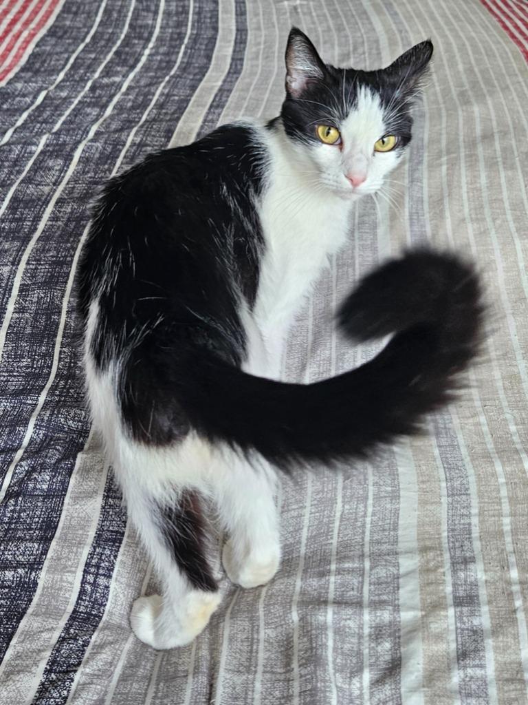 Tilly, Adoptable, Kitten Female Domestic Short Hair.