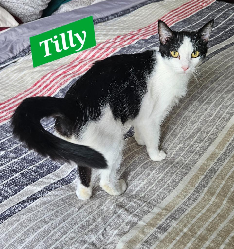 Enlarge Tilly, a Adoptable mixed breed in Manchester, TN image 2/3