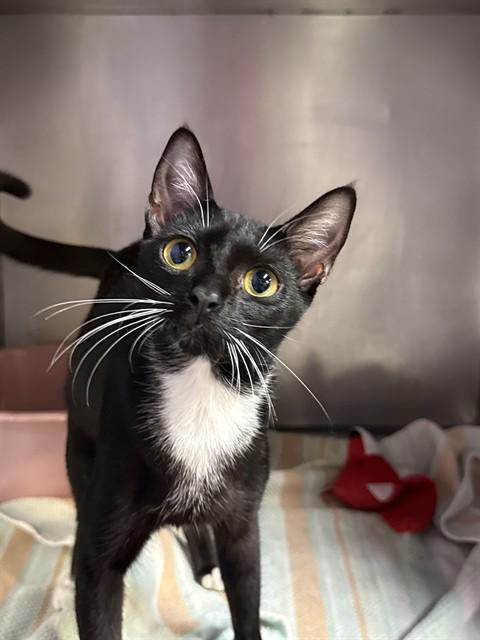 Enlarge VEDA, a Adoptable Domestic Short Hair in Fort Walton Beach, FL image 1/2