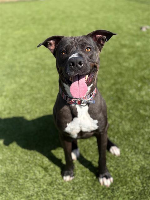Enlarge DALLAS, a Adoptable mixed breed in Brunswick, GA image 1/1