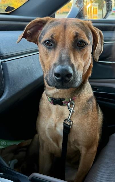 Enlarge Joanie - (Austin), a Adoptable mixed breed in Austin, TX image 4/6