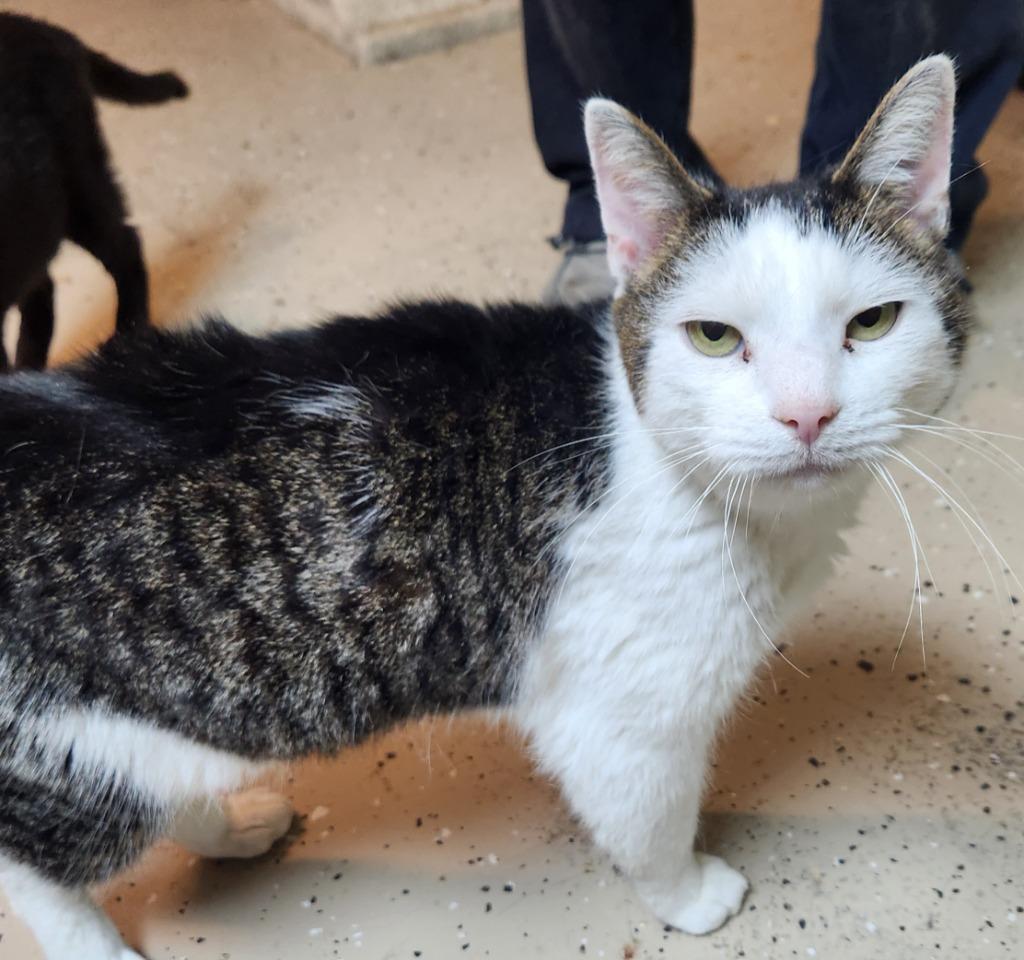 Donny, Adoptable, Adult Male Domestic Short Hair.