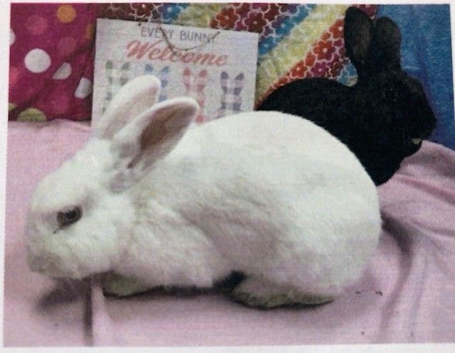 Lilly, Adult Female unknown