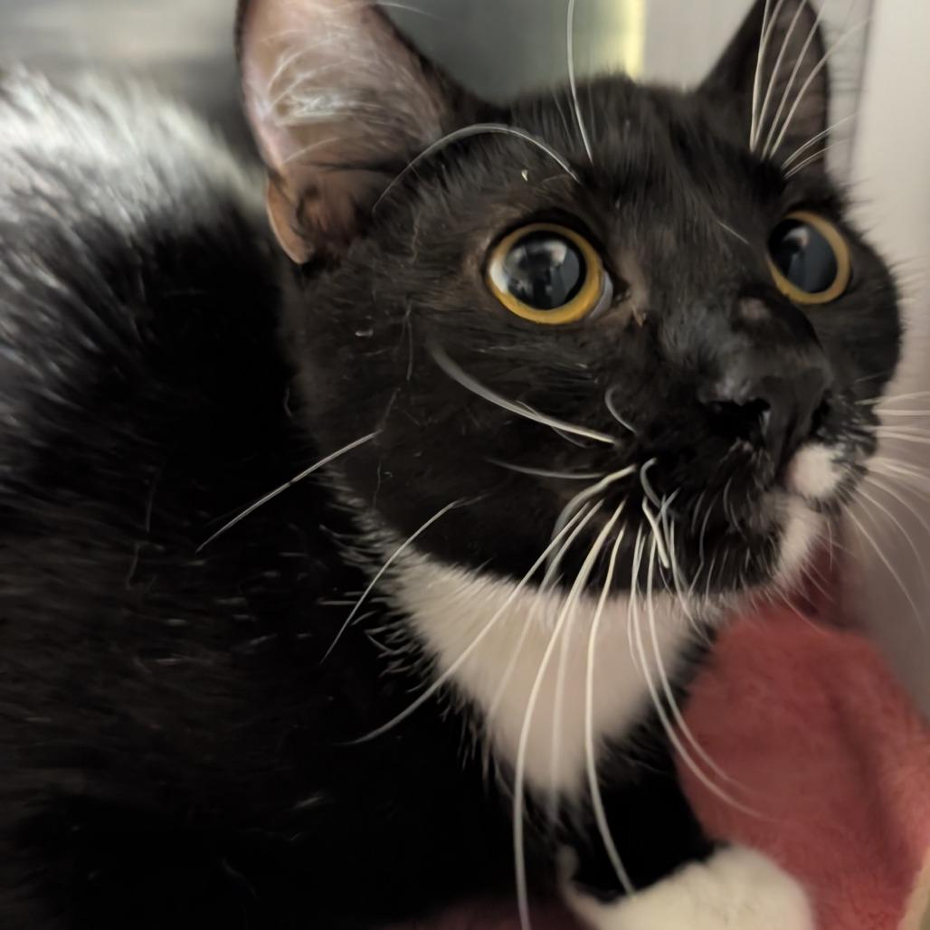Channing, Adoptable, Kitten Female Domestic Short Hair.