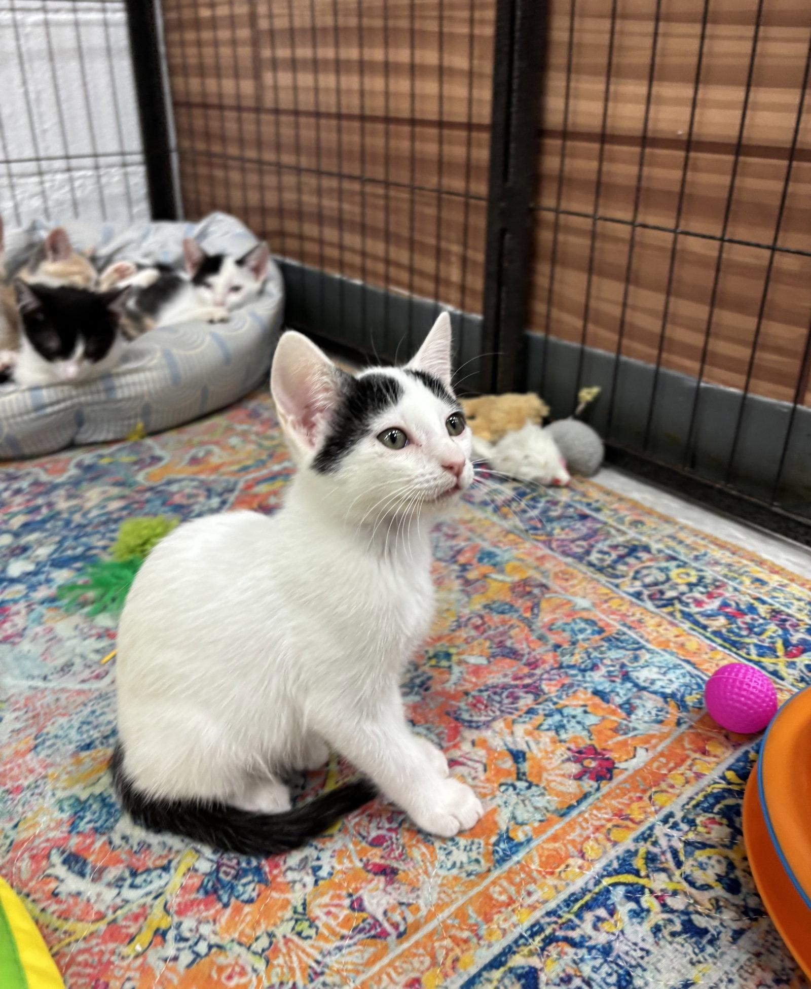 LINGUINE, Adoptable, Kitten Male Domestic Short Hair.