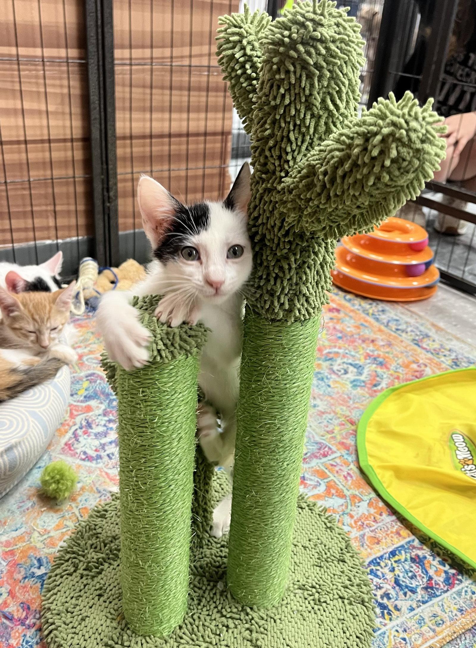 Enlarge LINGUINE, a Adoptable Domestic Short Hair in Southaven, MS image 3/3