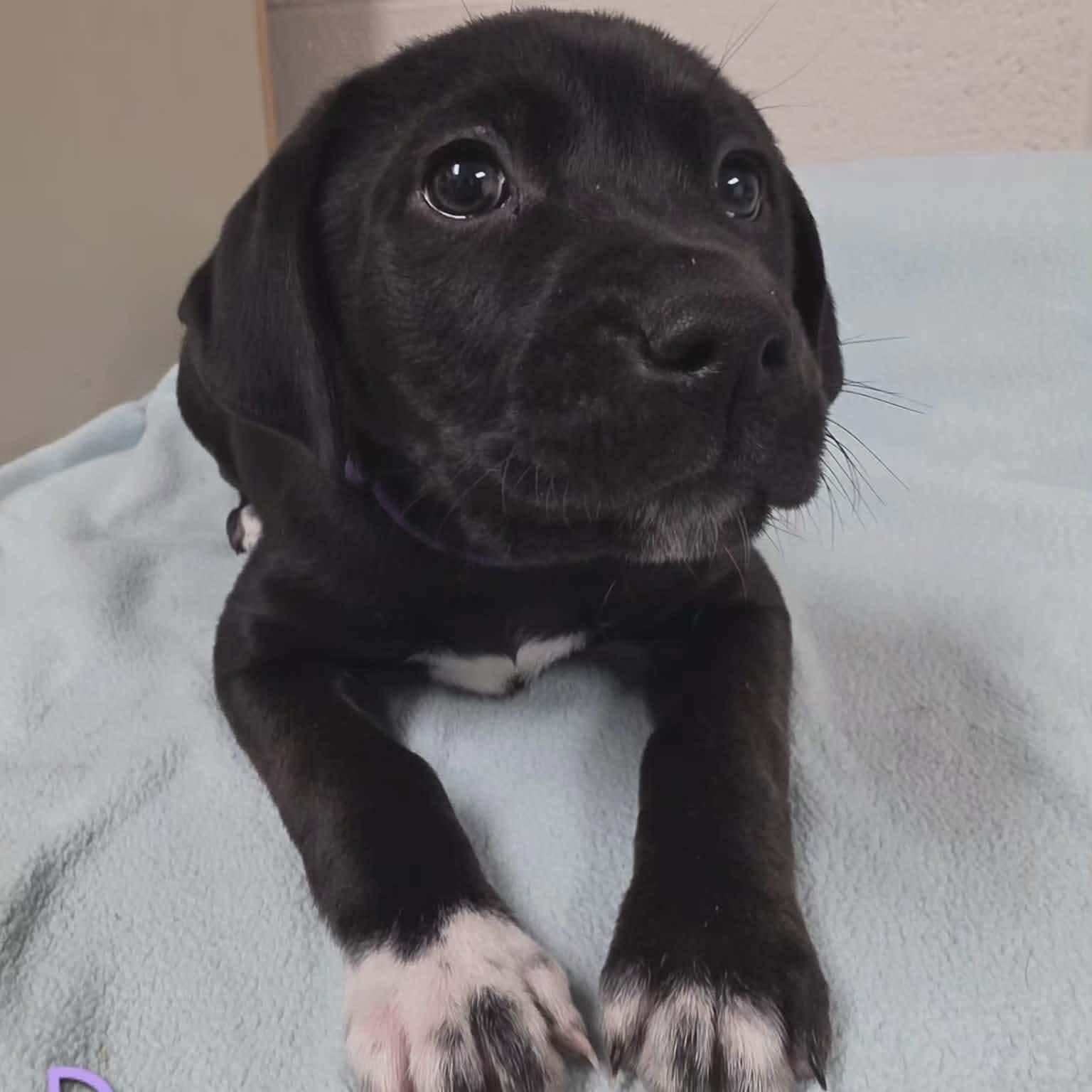 Dory, ADOPTABLE, Puppy Female Labrador Retriever.