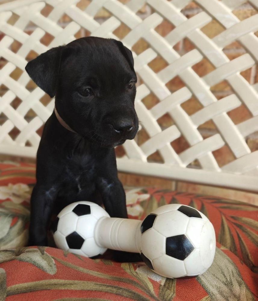 Delorme / Pacifico, Adoptable, Puppy Female Labrador Retriever & Mixed Breed.