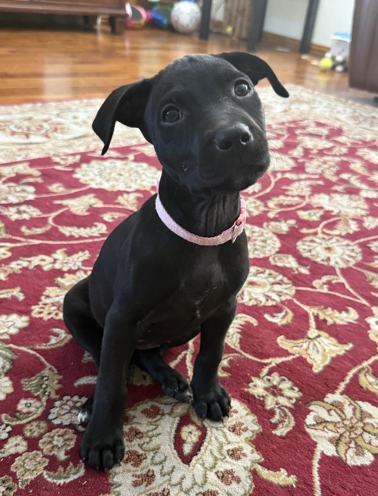 Enlarge Delorme / Pacifico, a Adoptable mixed breed in Broomfield, CO image 2/6