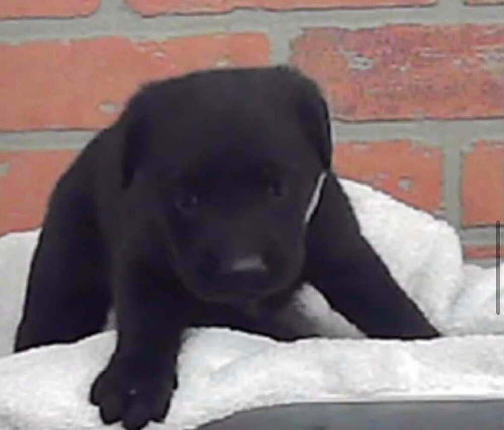 Delorme / Pacifico, a Adoptable mixed breed in Broomfield, CO image 2/6