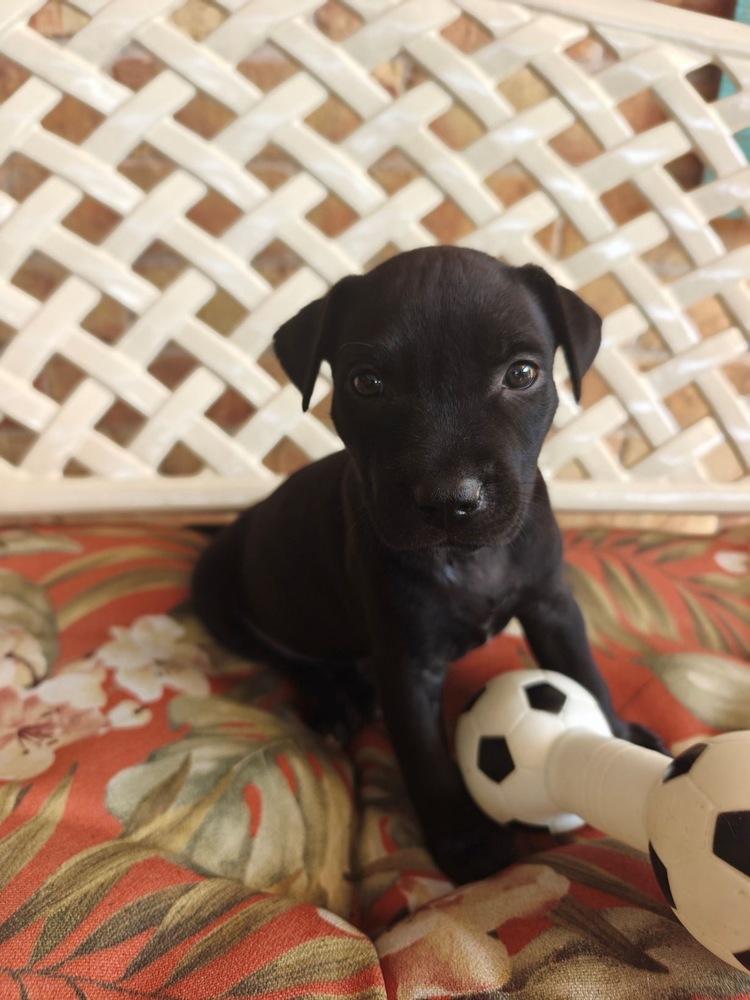 Delorme / Pacifico, a Adoptable mixed breed in Broomfield, CO image 3/6
