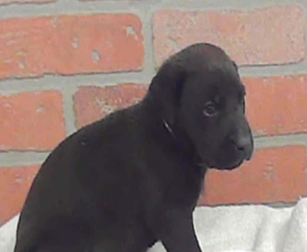 Delorme / Pacifico, a Adoptable mixed breed in Broomfield, CO image 4/6