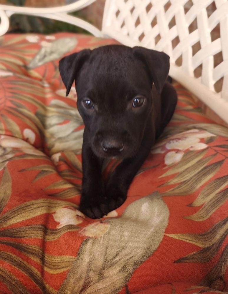 Delorme / Pacifico, a Adoptable mixed breed in Broomfield, CO image 5/6