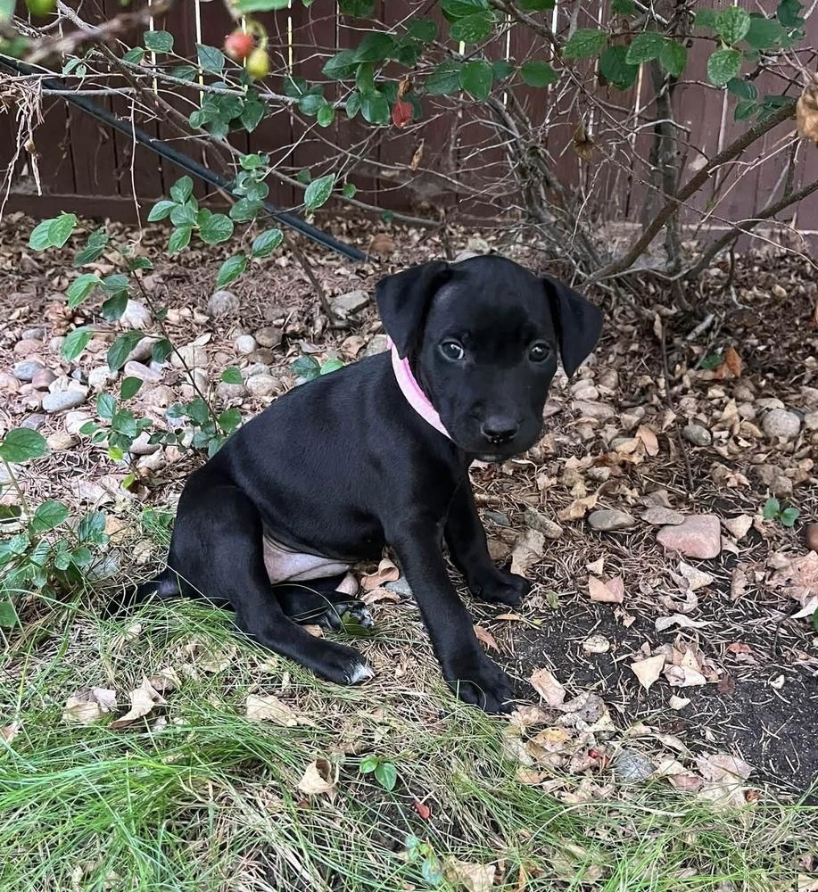 Delorme / Pacifico, a Adoptable mixed breed in Broomfield, CO image 6/6