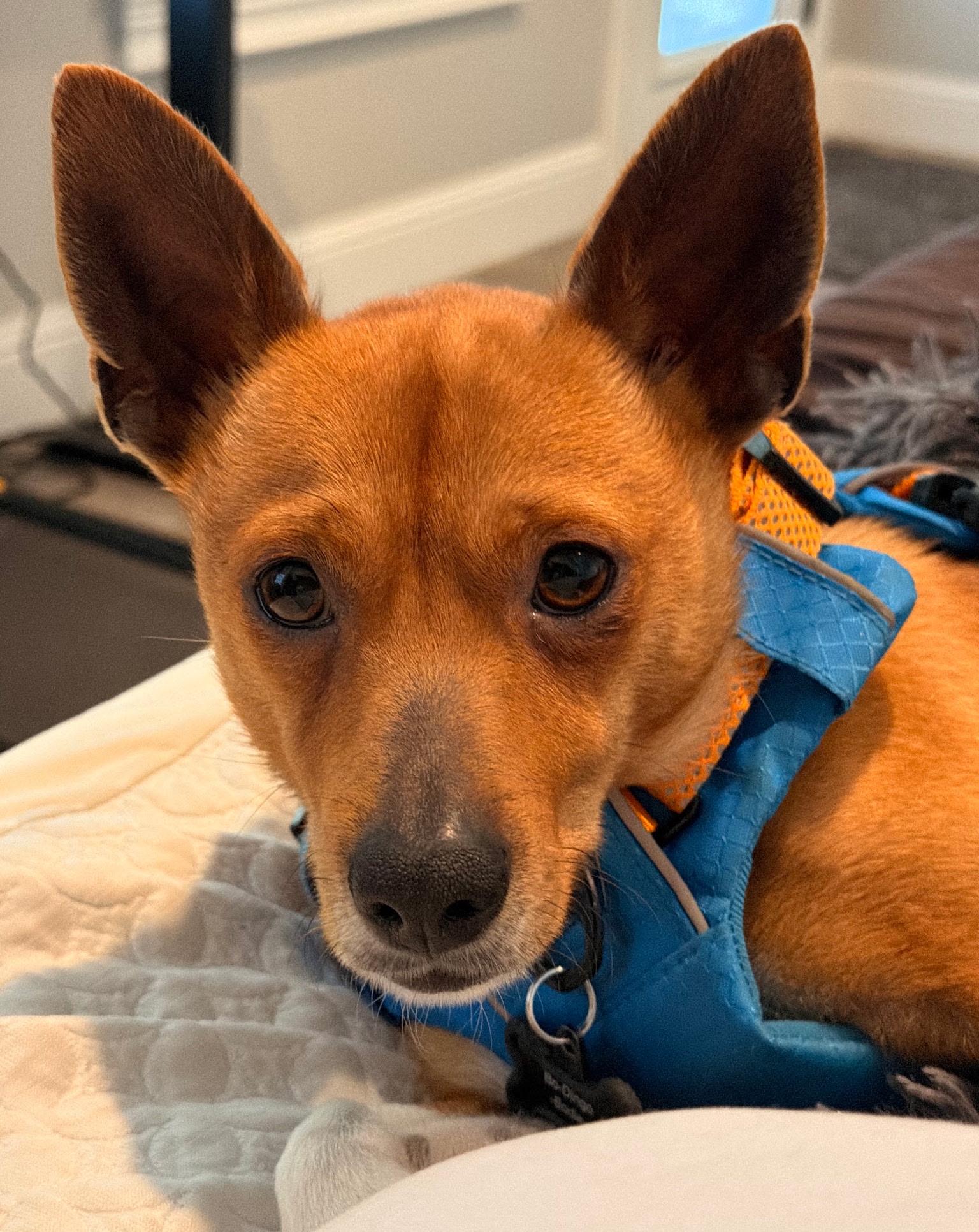 Bodie, a ADOPTABLE mixed breed in Bryan, TX image 2/3