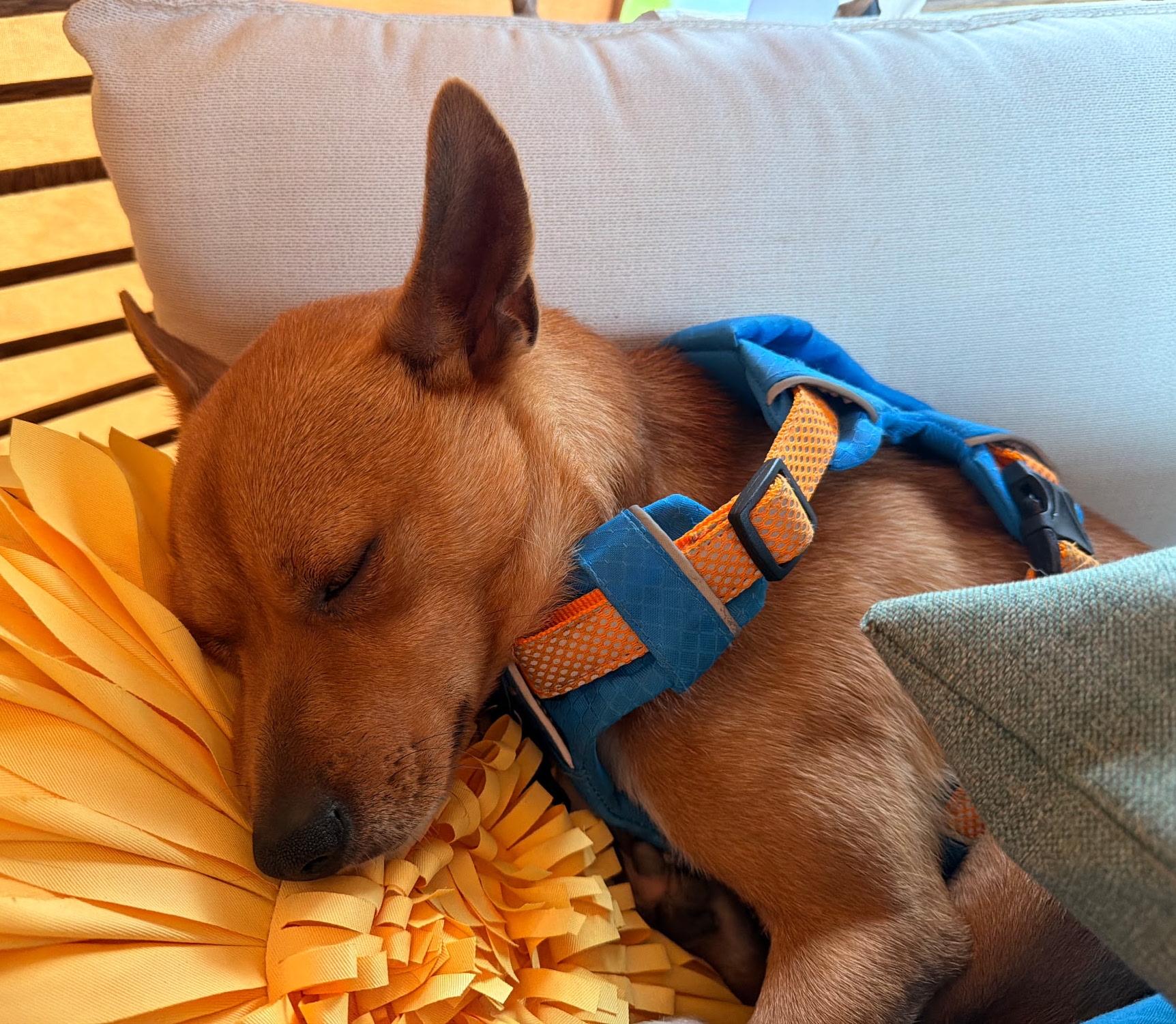 Bodie, a ADOPTABLE mixed breed in Bryan, TX image 3/3