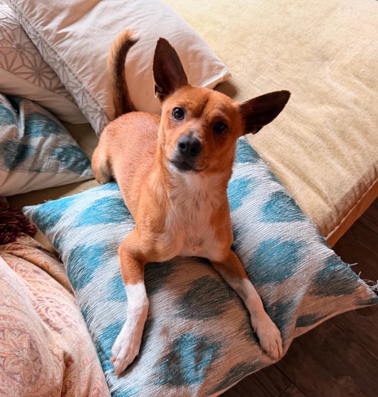 Bodie, ADOPTABLE, Young Male Rat Terrier.