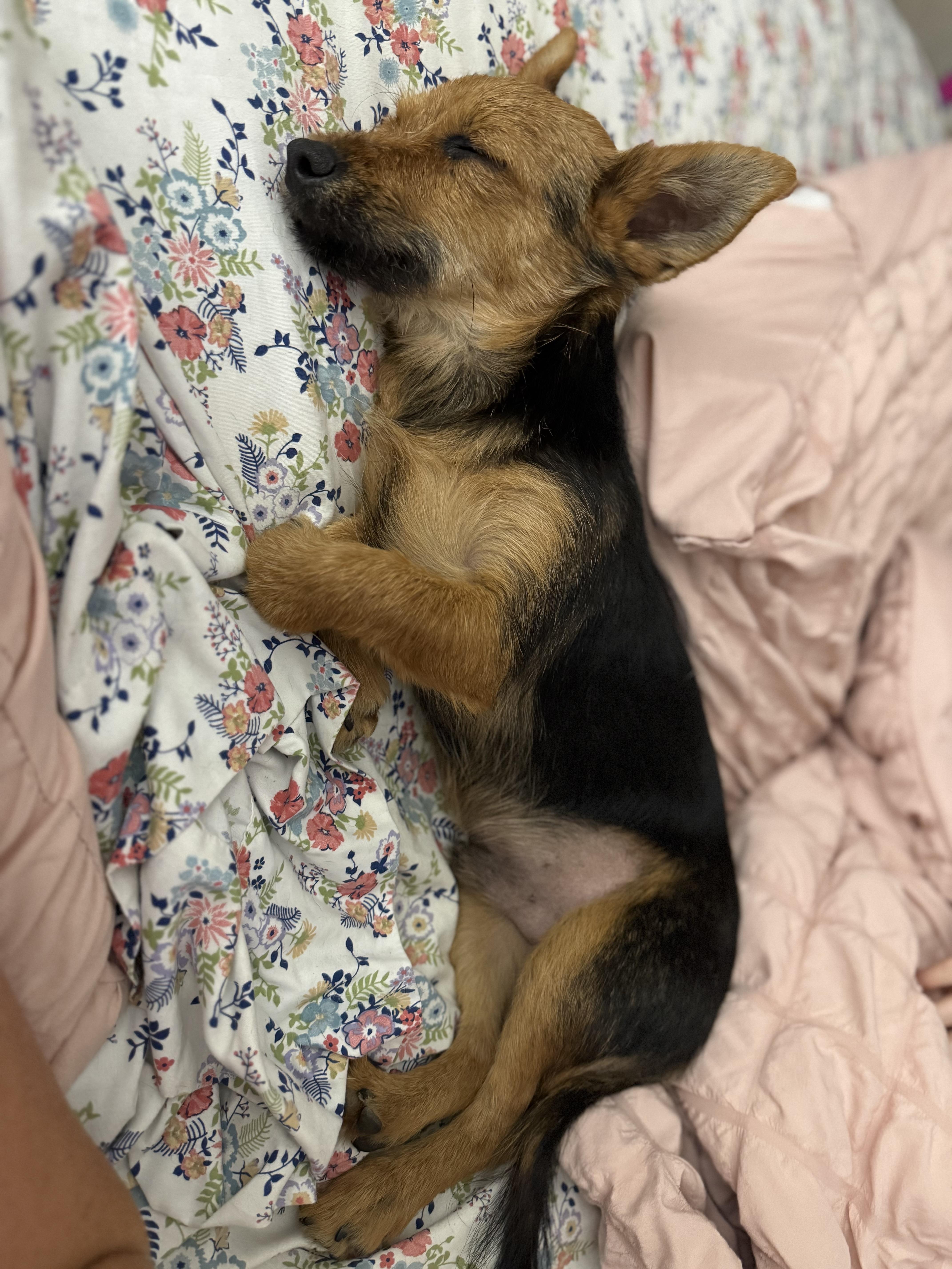 Enlarge Alfie, a Adopted mixed breed in Grand ridge, FL image 1/4