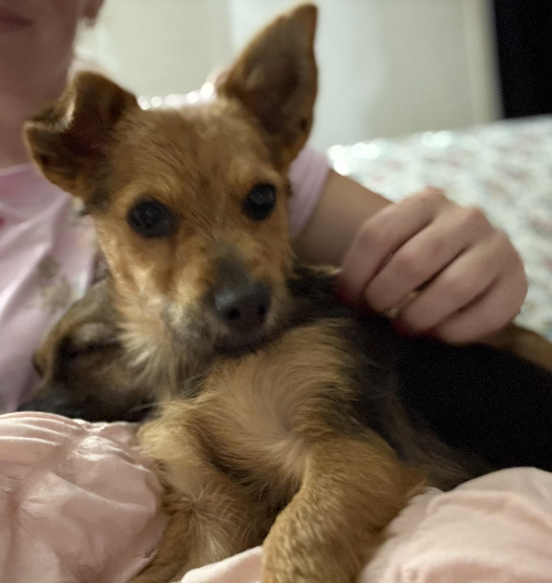 Enlarge Alfie, a Adopted mixed breed in Grand ridge, FL image 2/4