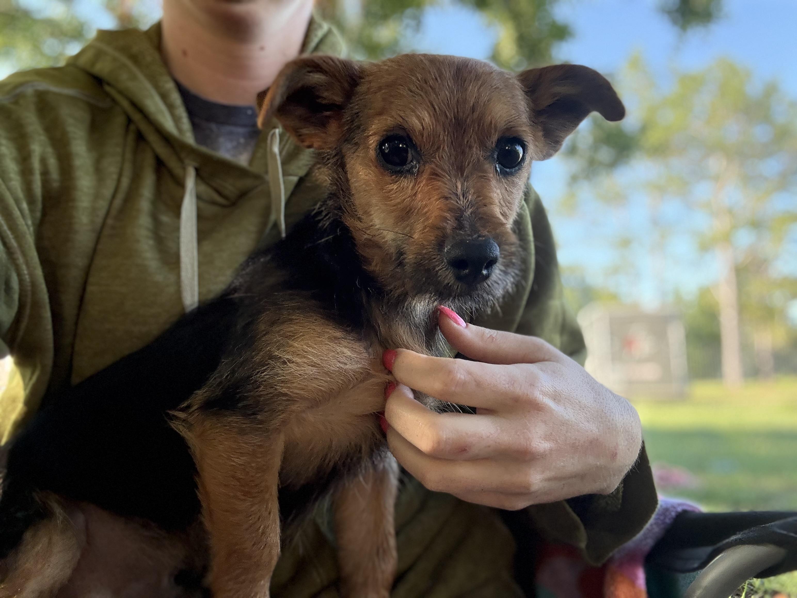 Enlarge Alfie, a Adopted mixed breed in Grand ridge, FL image 3/4