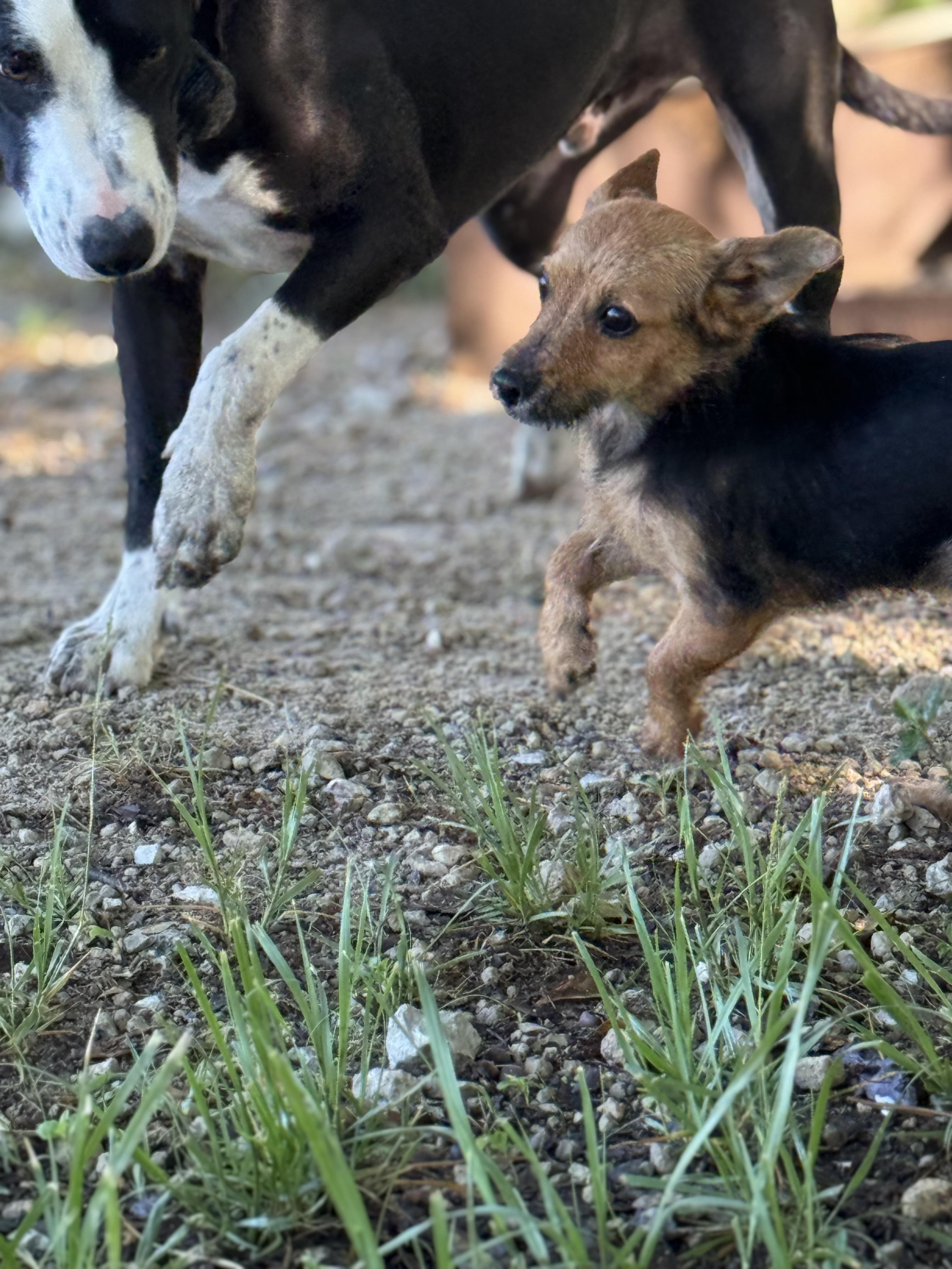 Enlarge Alfie, a Adopted mixed breed in Grand ridge, FL image 4/4