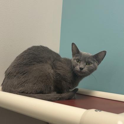 Ash, a Adoptable mixed breed in Janesville, WI image 1/2
