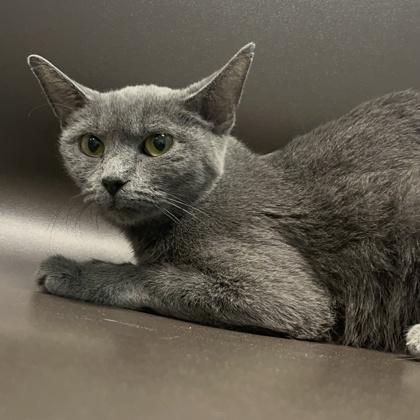 Ash, a Adoptable mixed breed in Janesville, WI image 2/2