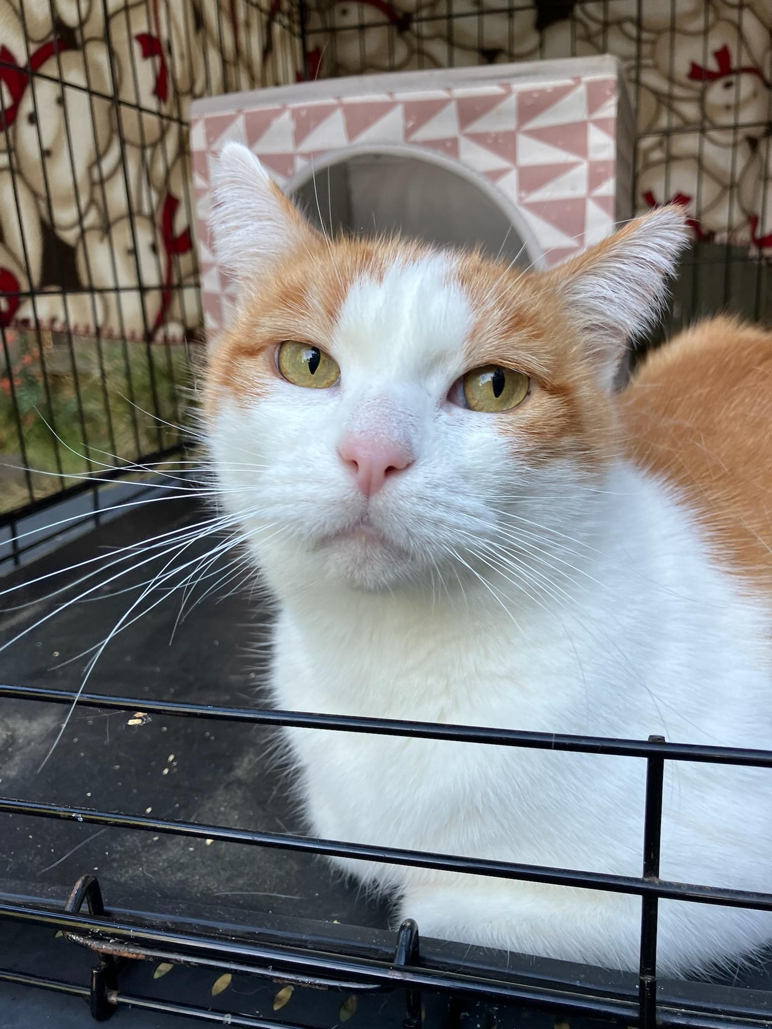 Enlarge Oliver, a ADOPTABLE Domestic Short Hair in Oakland, CA image 3/3