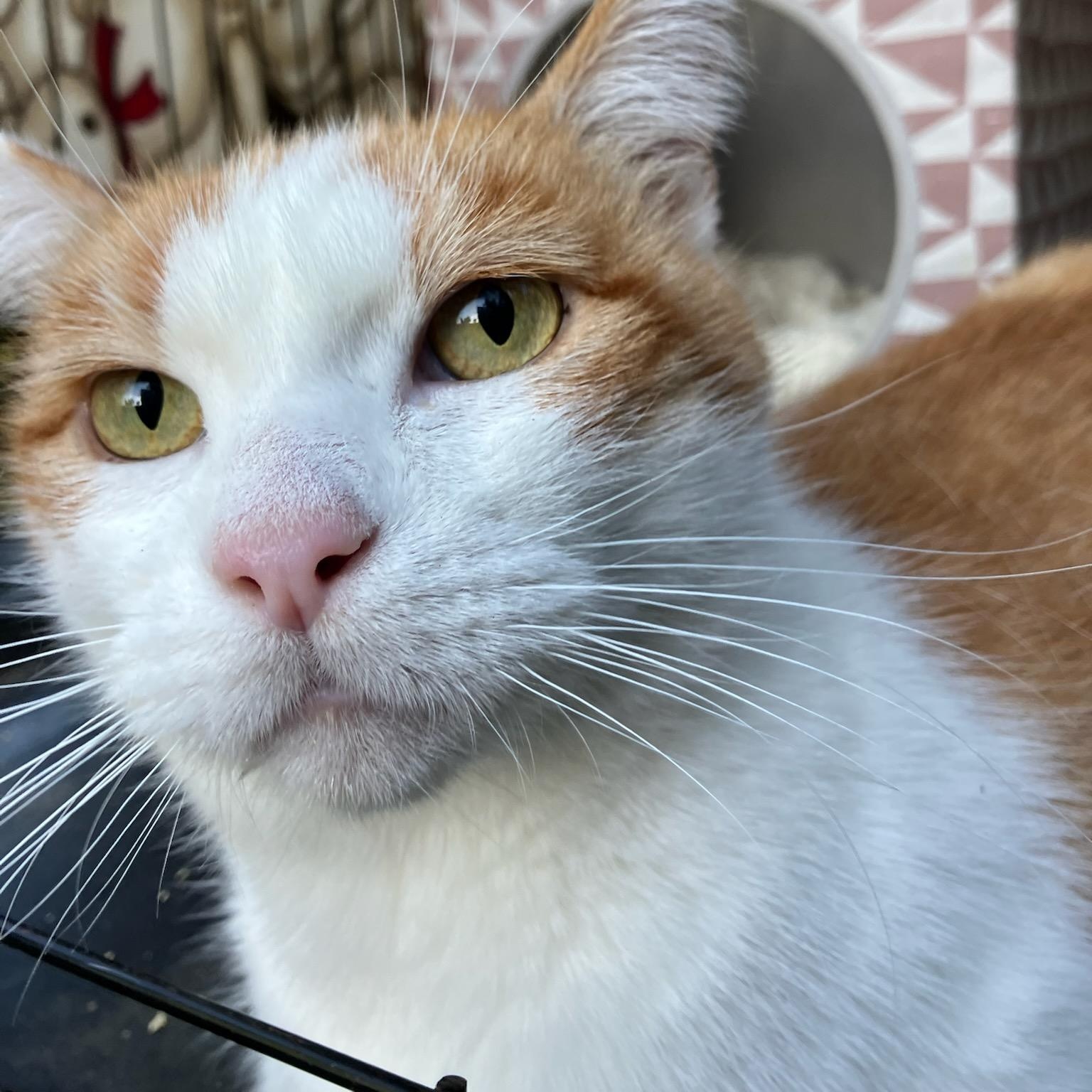 Oliver, ADOPTABLE, Adult Male Domestic Short Hair.