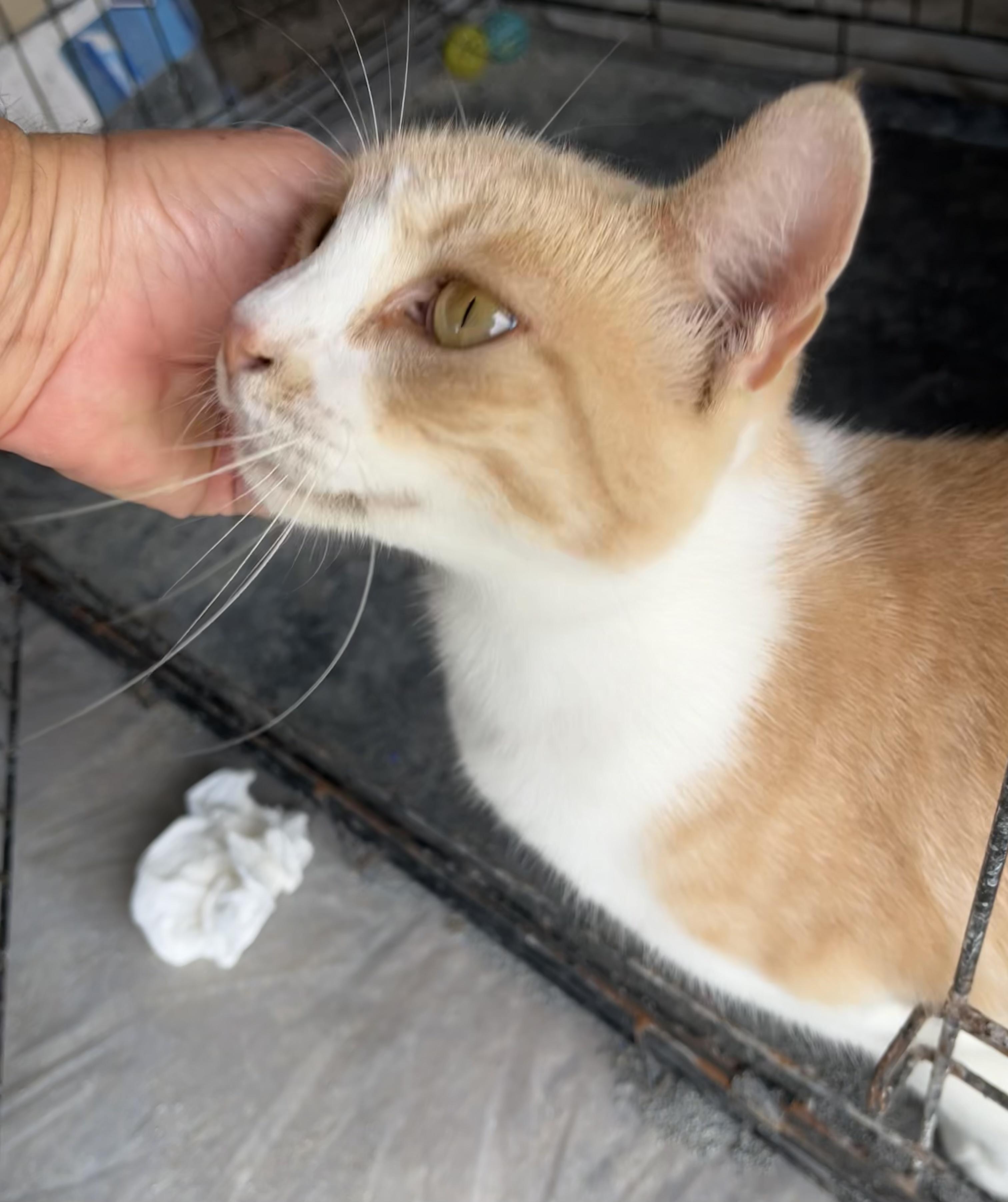 Hannah, Adoptable, Adult Female Domestic Short Hair.