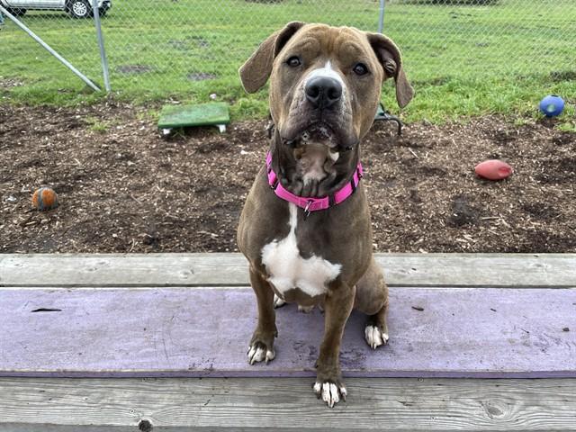 Enlarge LEROY, a Adoptable mixed breed in McKinleyville, CA image 1/1