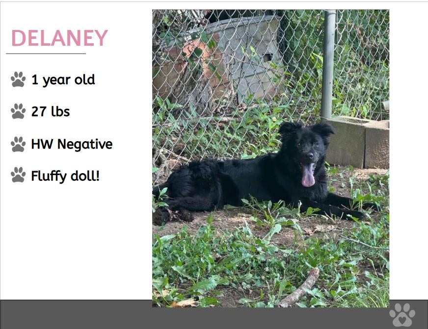Foster DELANEY!