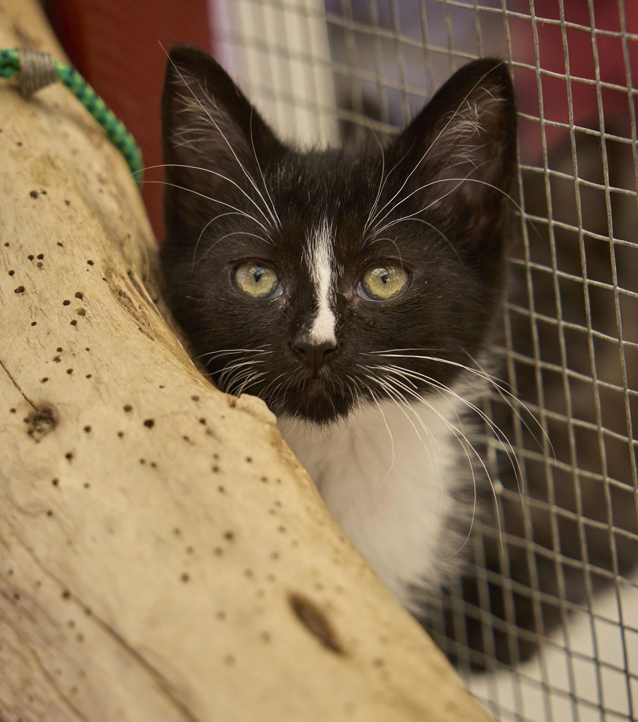 Streak, ADOPTABLE, Kitten Male Tuxedo.