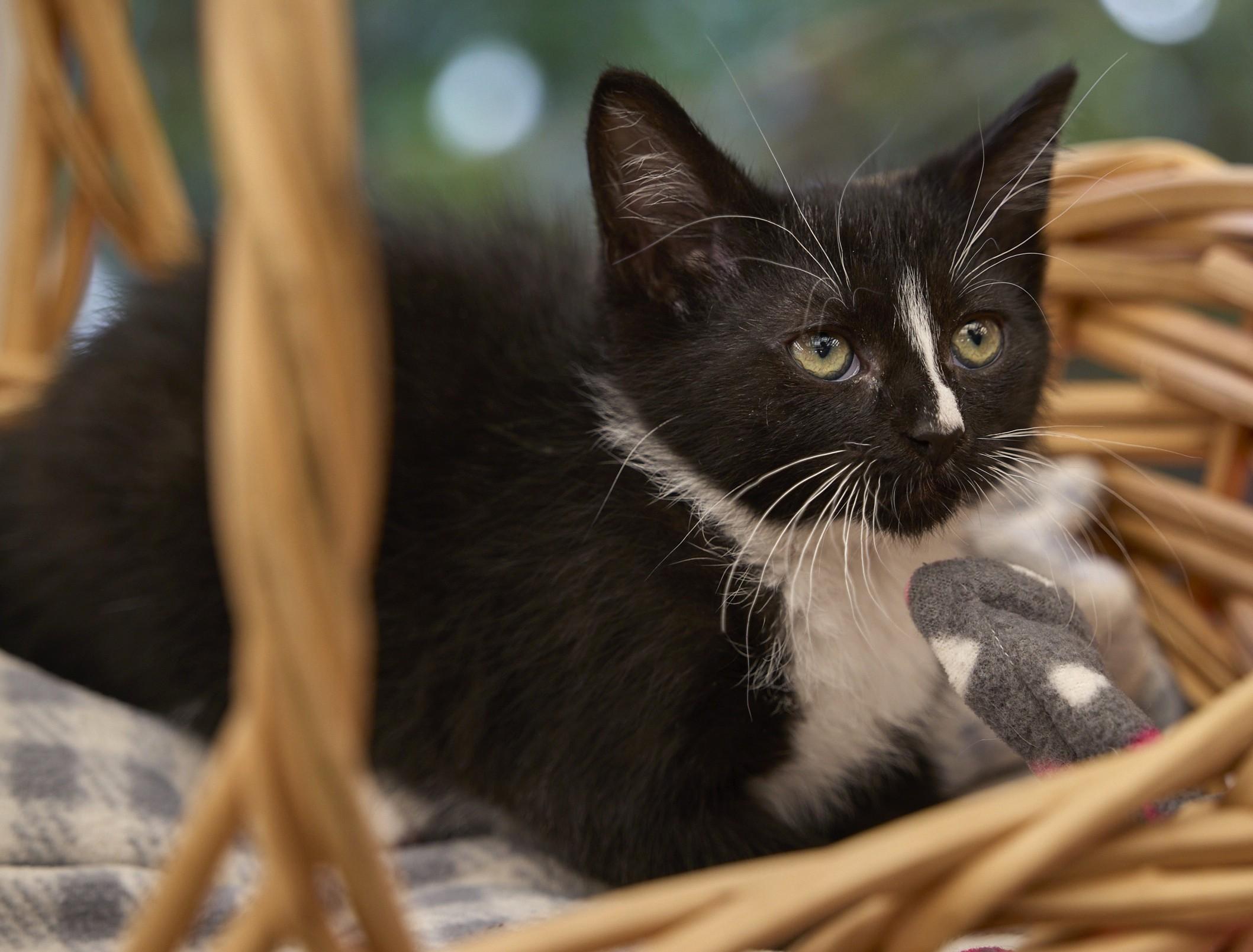 Streak, a ADOPTABLE Tuxedo in Santa Barbara, CA image 3/3