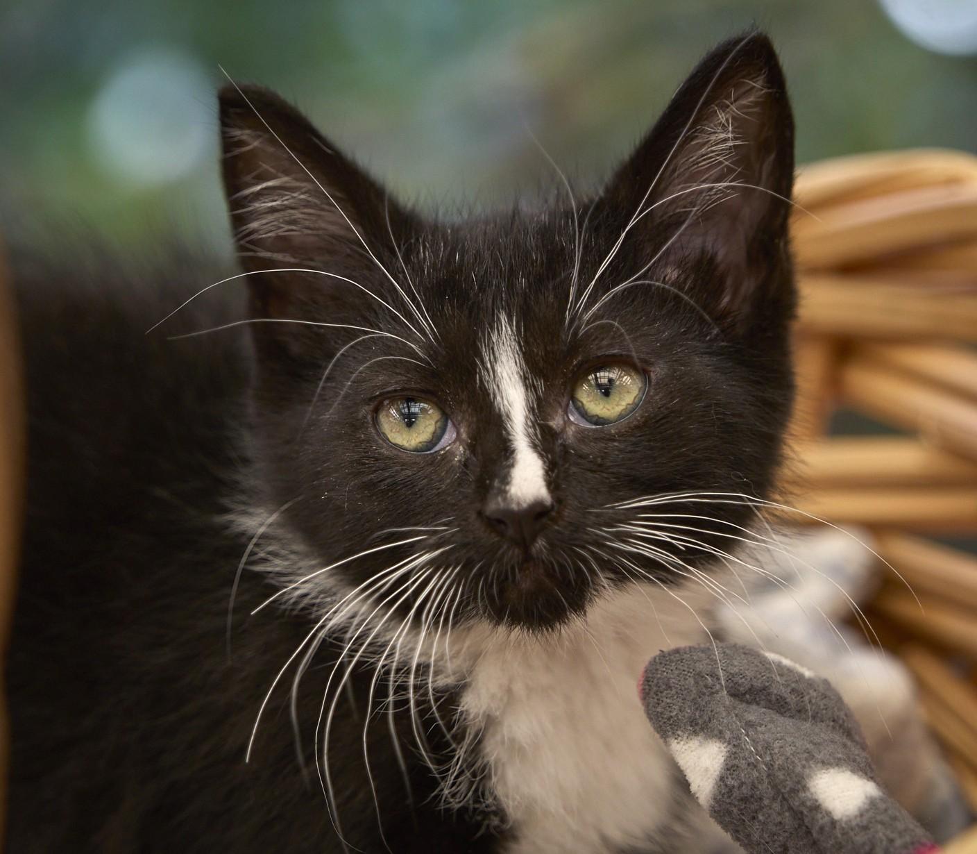 Streak, a ADOPTABLE Tuxedo in Santa Barbara, CA image 2/3